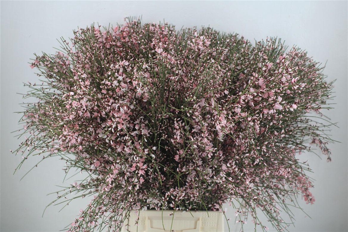 <h4>Ginster 400gr Pink P Bunch</h4>