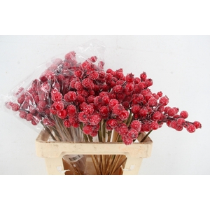 Stick Berries Rose Hips Snow