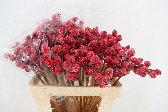 <h4>Stick Berries Rose Hips Snow</h4>