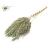 Pampas Grass 70cm 10st/bunch Frosted Mint Green