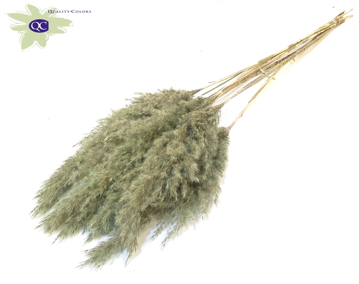 Pampas Grass 70cm 10st/bunch Frosted Mint Green