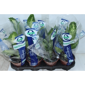 DIEFFENBACHIA VARIADO P15