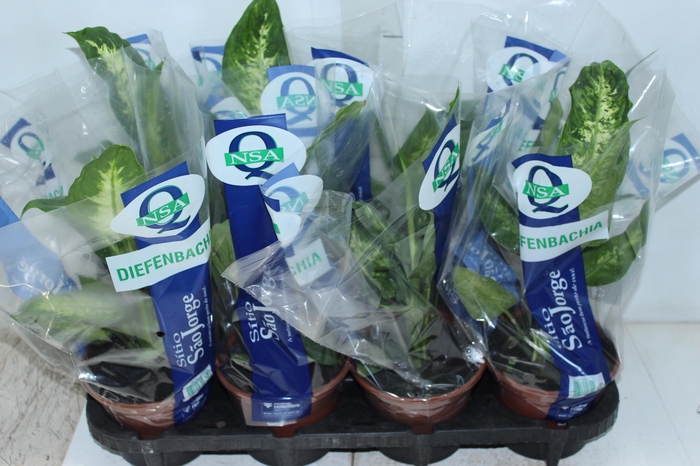 <h4>DIEFFENBACHIA VARIADO P15</h4>