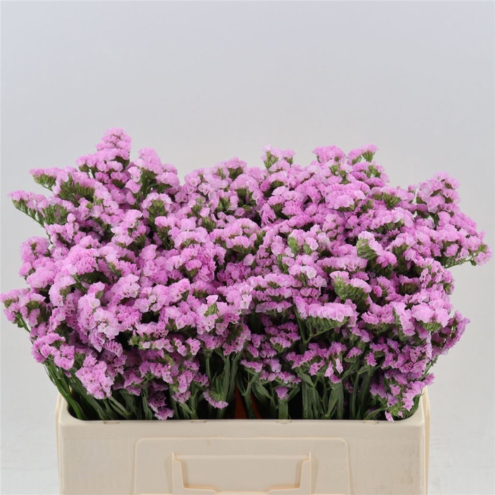 <h4>Statice Rosella Sun Birds | Heavy Quality</h4>