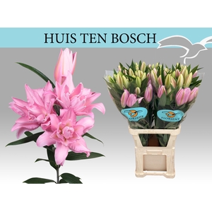 LI OR DU HUIS T BOSC