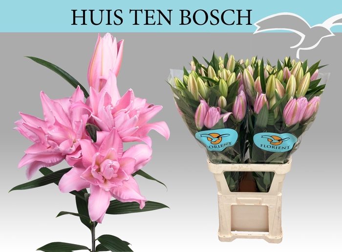 <h4>LI OR DU HUIS T BOSC</h4>