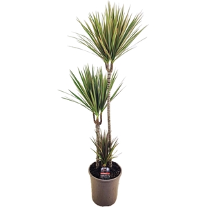 Dracaena marg. 'Bicolor'