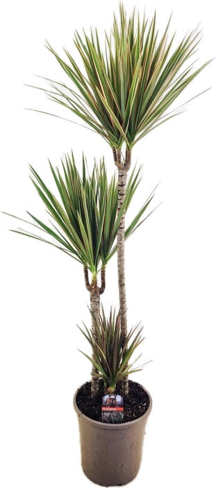 <h4>Dracaena marg. 'Bicolor'</h4>