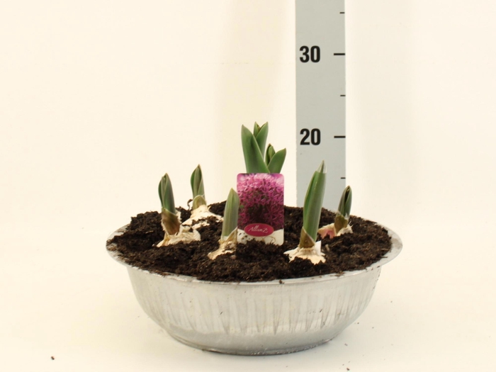 <h4>ALLI OSTARA</h4>