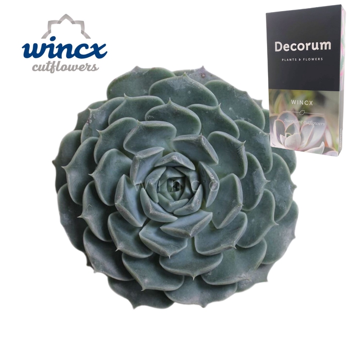 <h4>Echeveria Haylina Cutflower Wincx-8cm</h4>