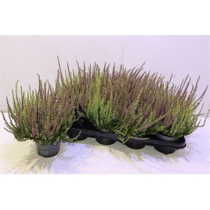 Callu Ga G Twin Girls