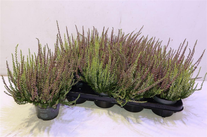 <h4>Callu Ga G Twin Girls</h4>