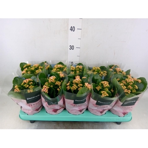 Kalanchoe blos. 'Serenity Rosa'