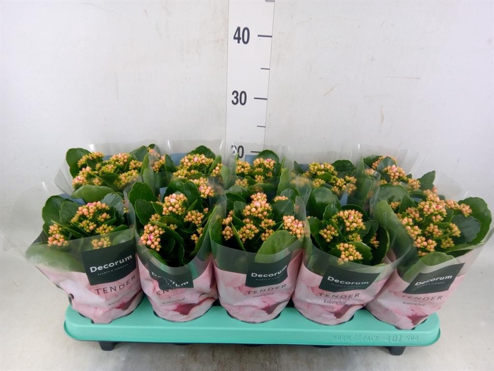 <h4>Kalanchoe blos. 'Serenity Rosa'</h4>