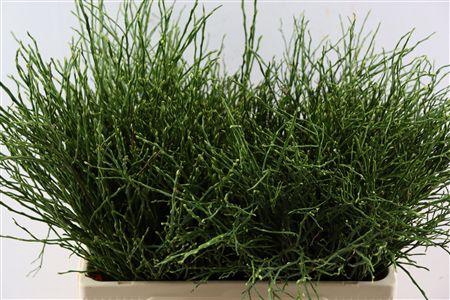 <h4>VACCINIUM MYRTILLUS P TAK</h4>