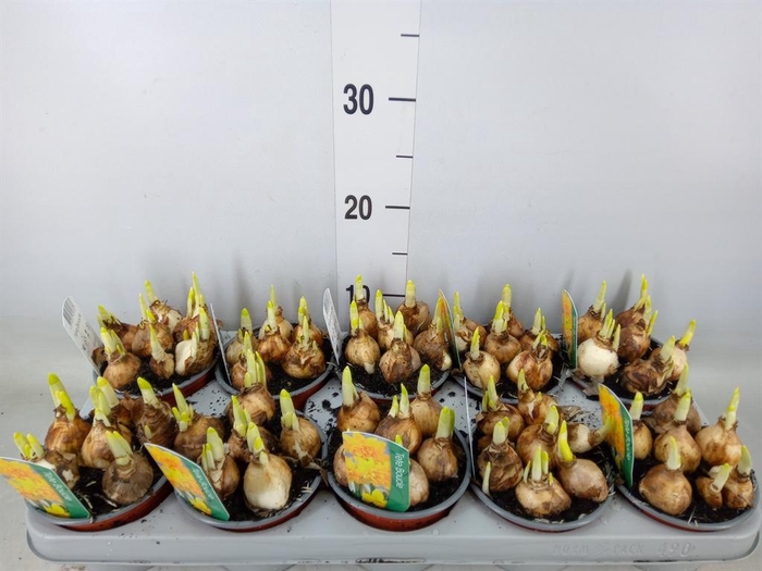 <h4>Narcissus   ...</h4>