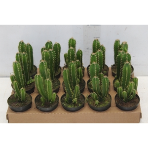 CACTUS ACANTHOCEREUS TETRAGONUS P09