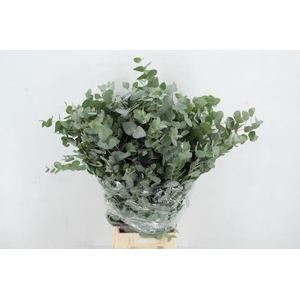 EUC CINEREA 300GR