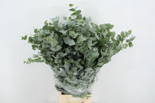 <h4>EUC CINEREA 300GR</h4>