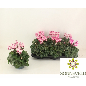 CYCL GR HAL VICTORIA