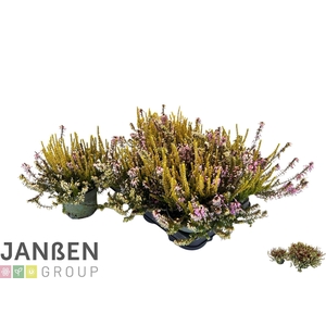 ERIC CA BS WIN CROWN