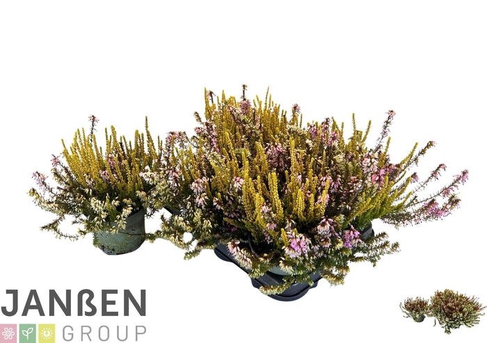 <h4>ERIC CA BS WIN CROWN</h4>