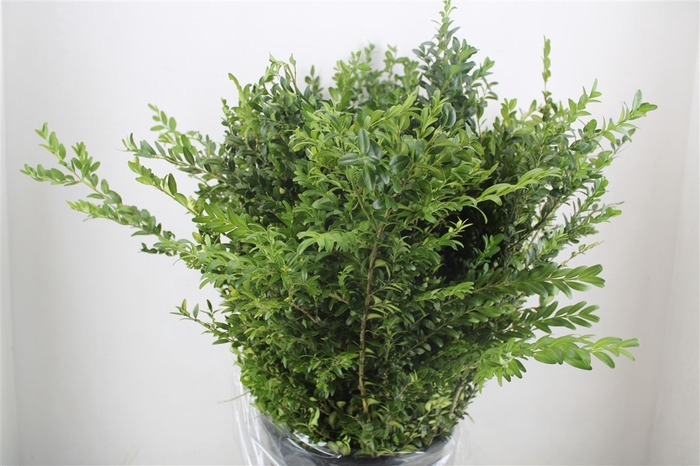 <h4>Laurier 400gr P Bunch</h4>