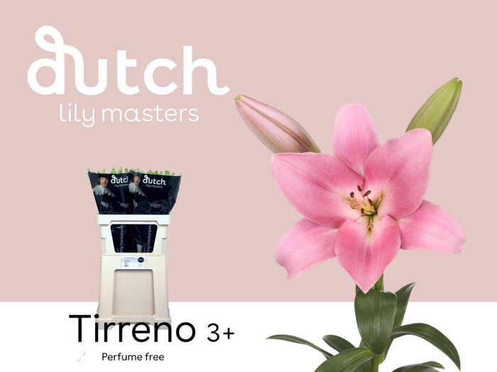 <h4>LI LA TIRRENO# 3+.</h4>