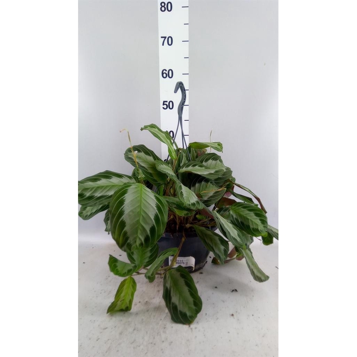 <h4>Maranta leuc. 'Exclusive Grey'</h4>