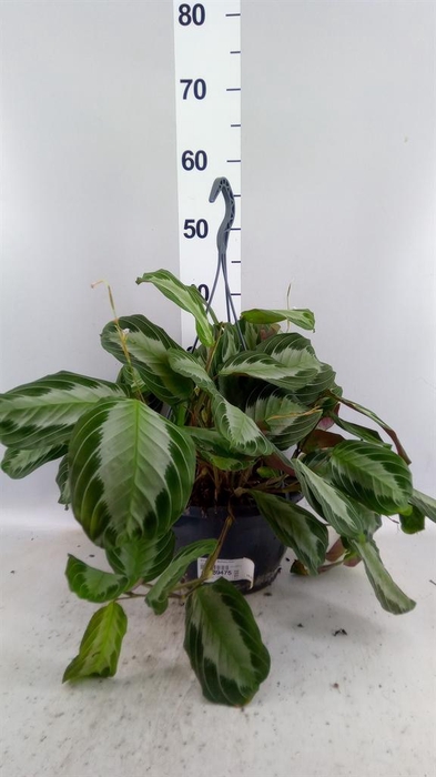 <h4>Maranta leuc. 'Exclusive Grey'</h4>