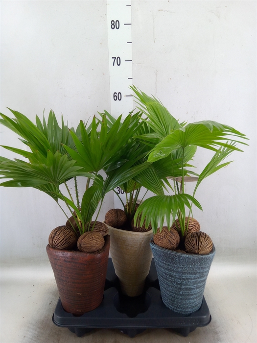 <h4>Livistona rotundifolia</h4>