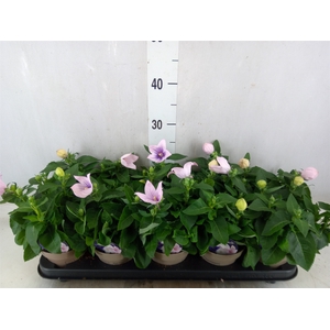 Platycodon grand. 'Astra Pink'