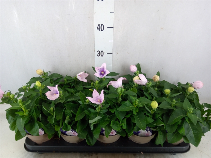 <h4>Platycodon grand. 'Astra Pink'</h4>
