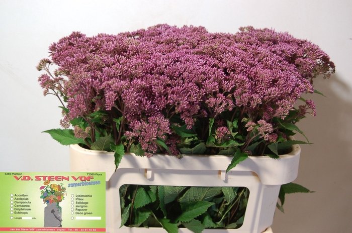 <h4>EUPAT MAC ATROPURPUR</h4>