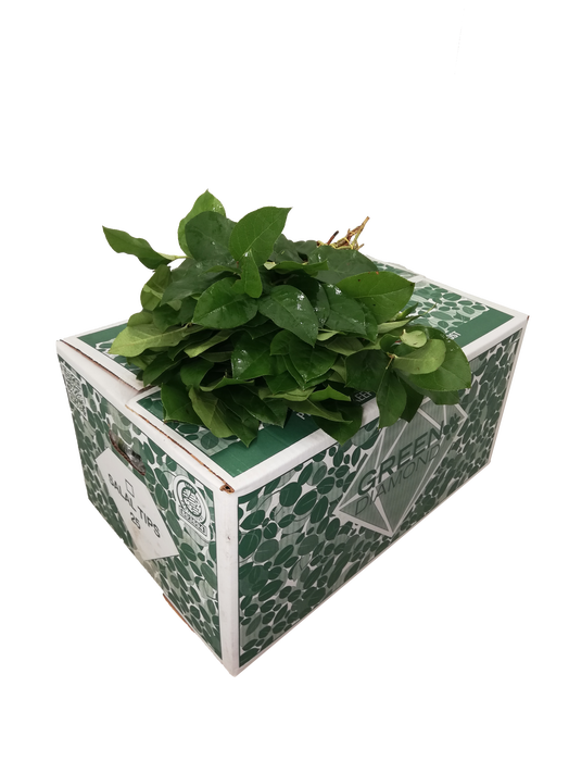 <h4>SALAL TIPS  GREEN DIAMOND AIR</h4>