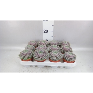 Echeveria   ...