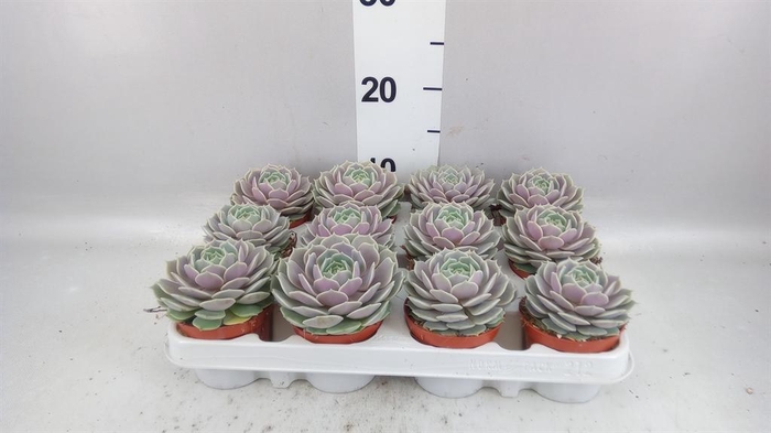 <h4>Echeveria ...</h4>