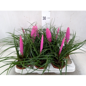 Tillandsia cyanea 'Vincent'