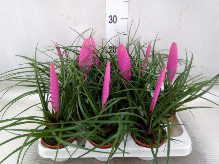 <h4>Tillandsia cyanea 'Vincent'</h4>