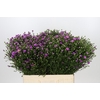Aster Casarosa
