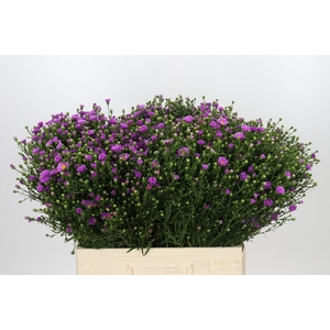 Aster Casarosa