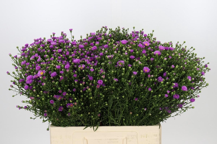 Aster Casarosa