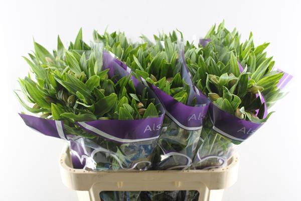 <h4>Alstr Pink Floyd</h4>