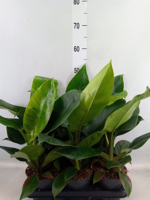 <h4>Philodendron  'Imperial Green'</h4>