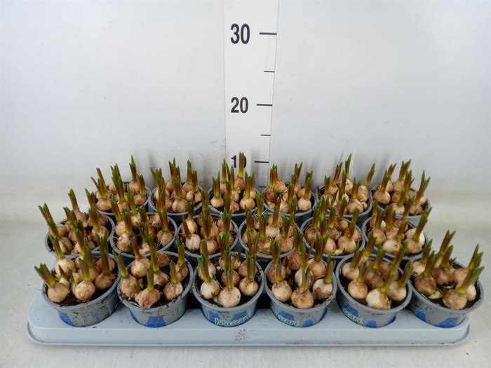 <h4>Muscari  'Magic Blue'</h4>