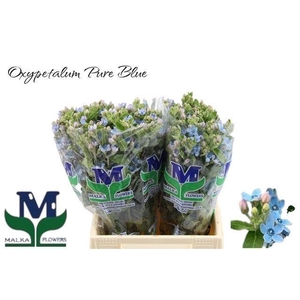 Oxy Co Tan Pure Blu