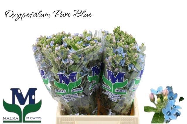 <h4>Oxy Co Tan Pure Blu</h4>