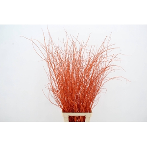 Betula Bs Orange FST