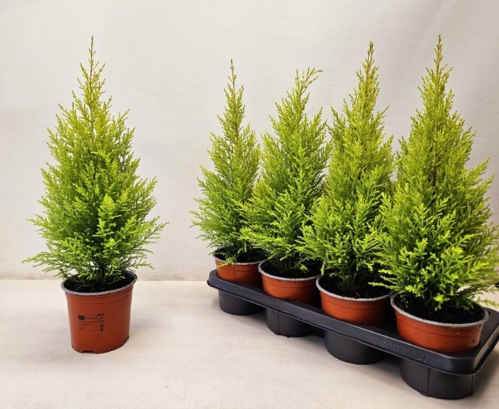 <h4>Cupressus macr. Goldcrest Wilma</h4>