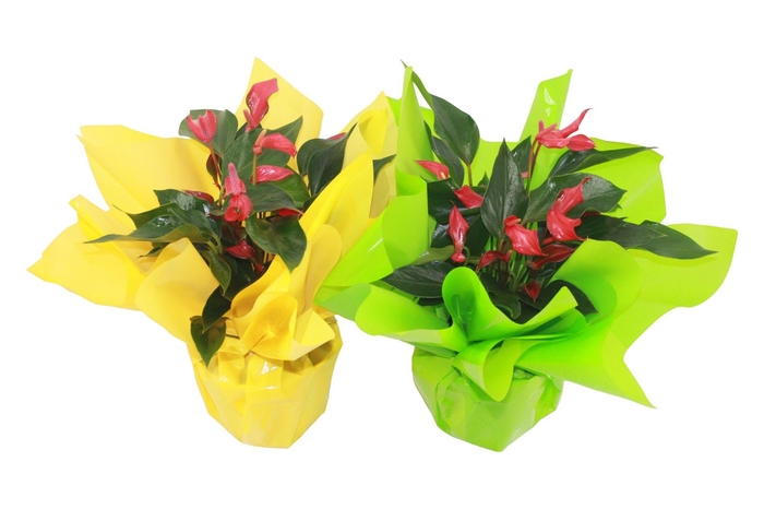 <h4>Anthurium XL.67 Trillions Red 14cm met paasrondello</h4>